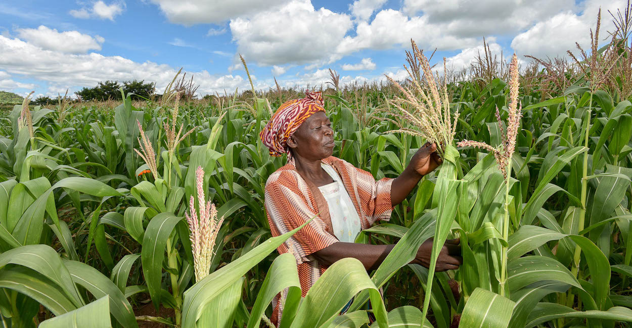 Le Maroc et le Malawi pour le renforcement de la coopération dans les secteurs de l’agriculture et la santé