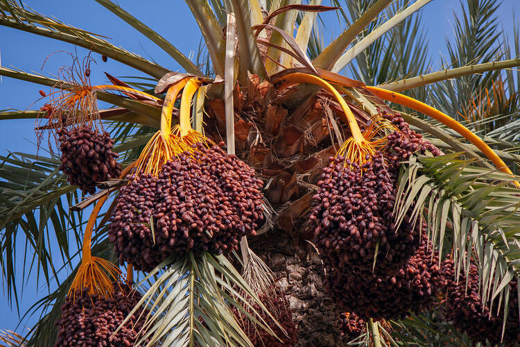 Le palmier dattier, une filière en plein essor au Maroc
